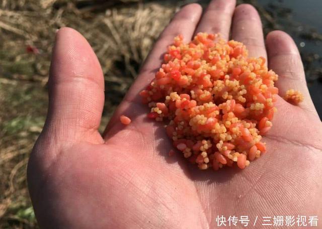 别人泡的酒米，诱鱼效果就是比你的强，那是把控了几个细节！