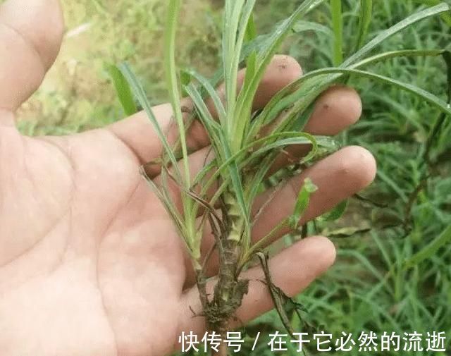 果园|果园旁一种野草,若遇见,请别再摘掉,目前176元一斤