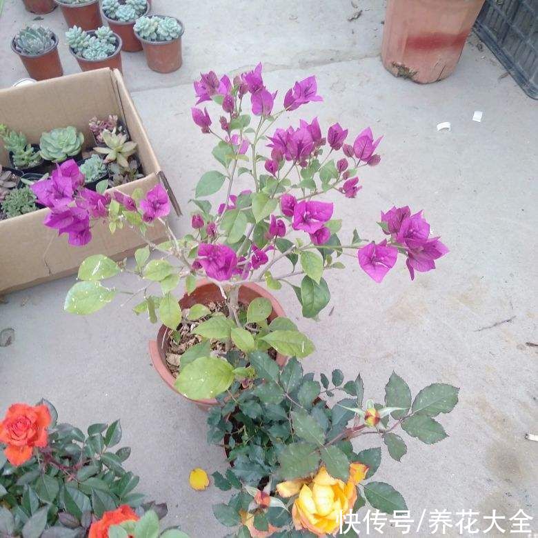 年宵花|年后去3个地方转一转，能捡不少宝贝，不花钱还都是精品