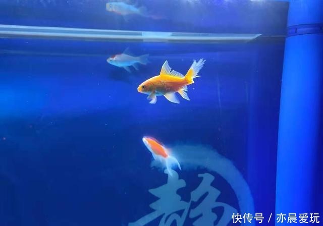 金鱼大面积掉鳞会死吗