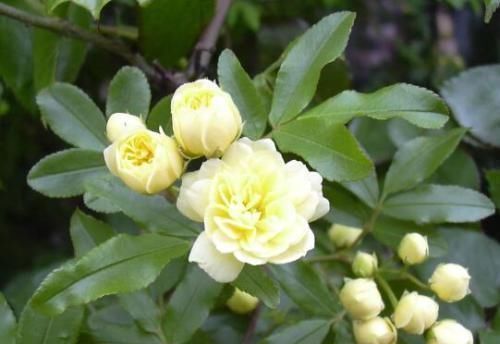 气机|顺气第一药,心、肝、脾、肺、肾之气统统理顺,太珍贵了