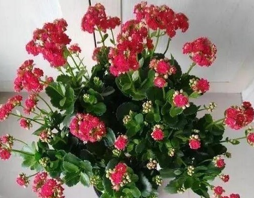 养长寿花,就用“它”,盆里加一点,叶子肥厚、花爆盆,还不花钱