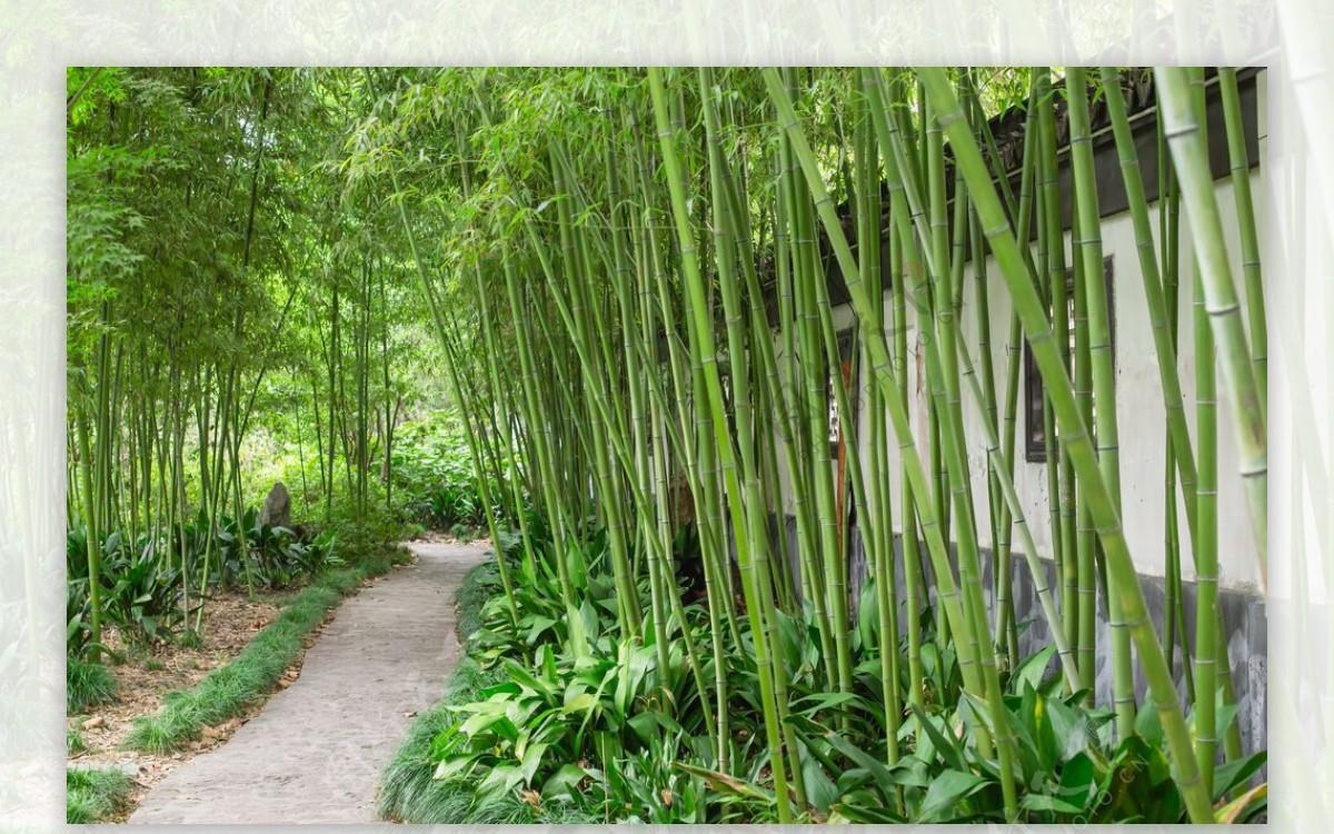 养花试试这几款,定期修剪可以让植物看起来更漂亮