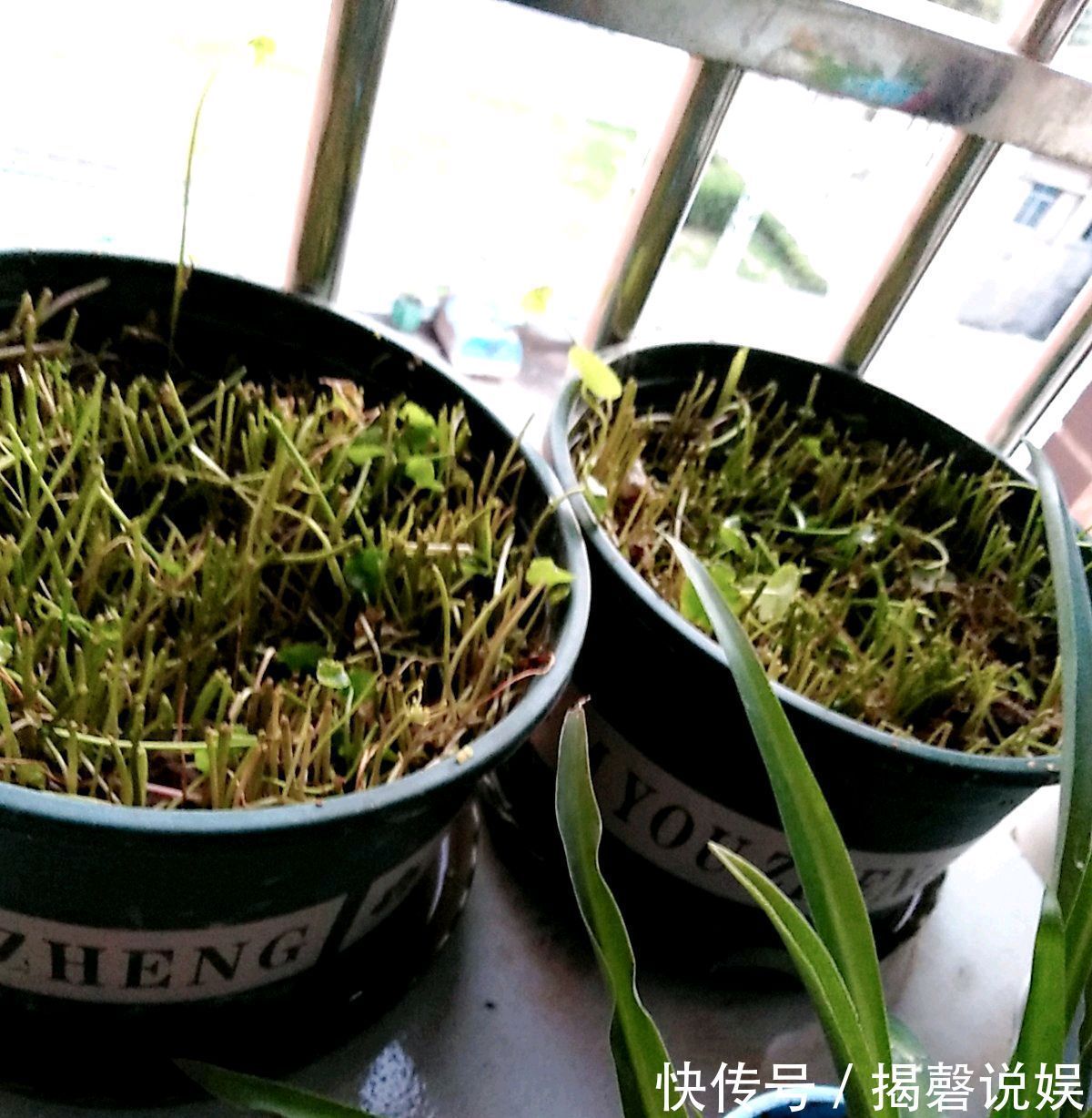 铜钱草开花是坏事剃个大光头,一个月后再次爆盆,叶片比拳头大