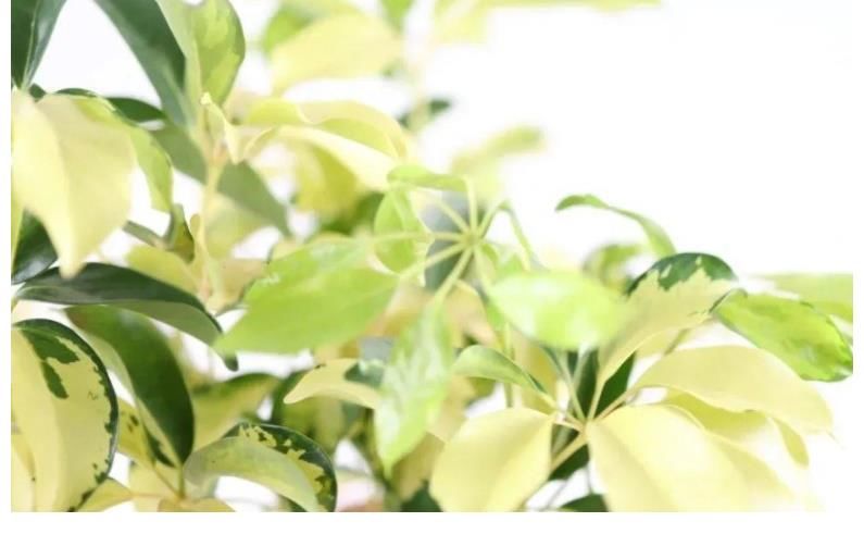 想种花家里却晒不到太阳怎么办？这两种花会推荐给你，只需要散光就能生长