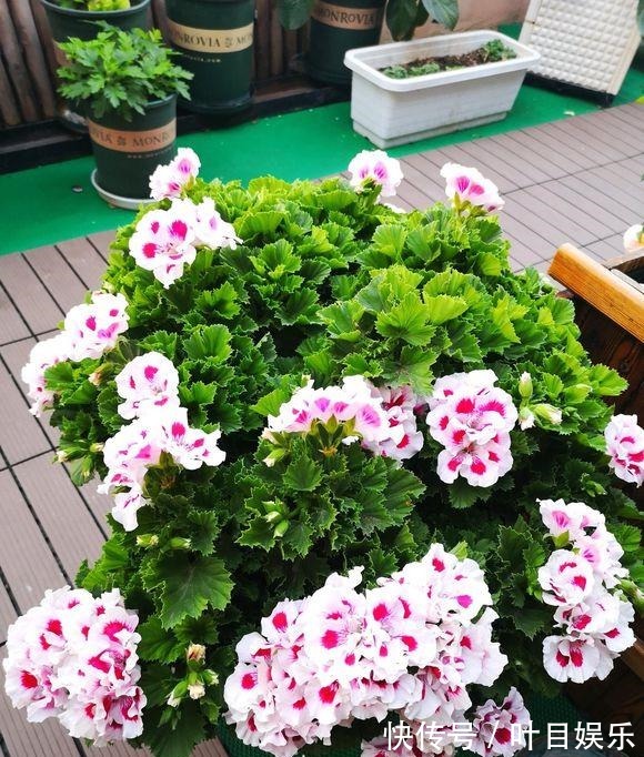 1种花太疯狂，花开300多天，剪根枝条插水里就活，当年就开花！