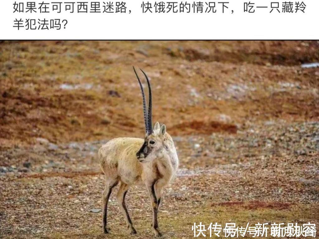 |搞笑趣图:妖精与妖怪的区别是什么?一张图告诉你