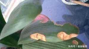 药剂|君子兰蔫了别扔,丢个小药片,呼呼冒出大白根,重新根壮叶油绿