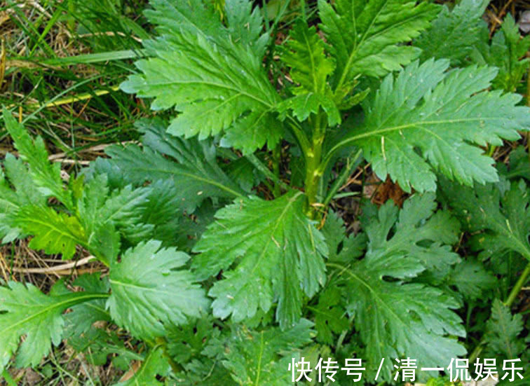 三不像|农村一种“怪味”野菜,形似香菜但味道似薄荷,你们吃过吗