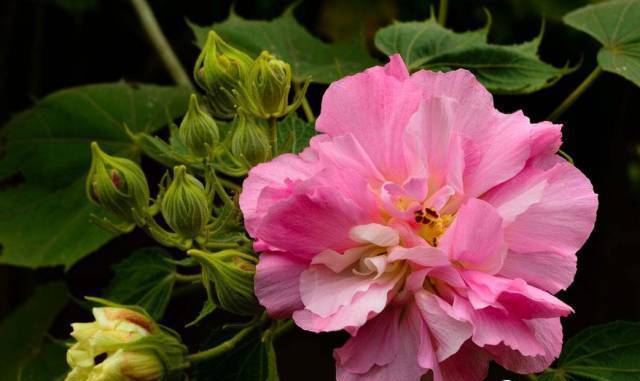 朱瑾花,木槿花,芙蓉花傻傻分不清花开的再妖娆也不要闹笑话