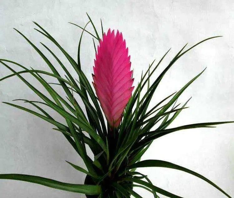 这几种花越养越上瘾，简直是爱花人的福音