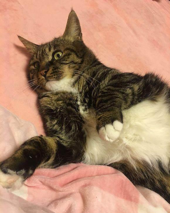 导尿管|七块五买回一只中华田园猫,谁知喂养六年后,噩梦开始了