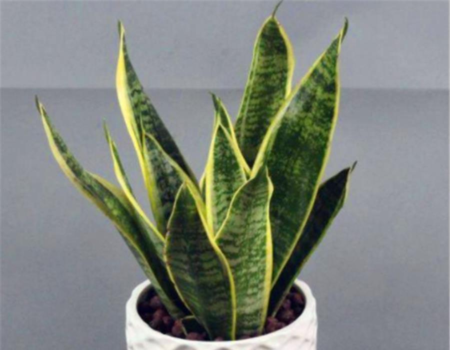 叶子|夏天虎皮兰有“4怕”，难怪叶片化水还烂根，学会了叶子肥新芽多