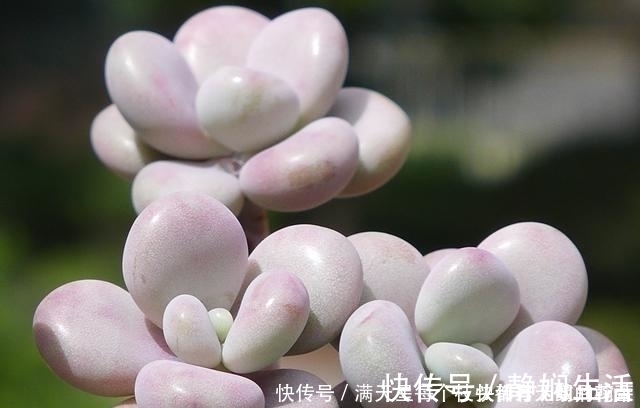 适合新手养护的4款经典多肉,便宜好养易上色,花友几乎都养过