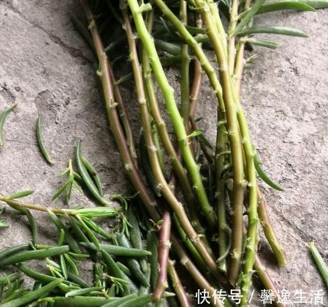 枝条|太阳花这么养,一个月变成花树,五彩缤纷,太漂亮