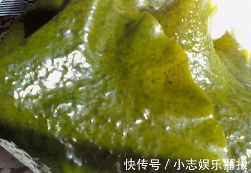泡海带，表面出现的小疙瘩能吃吗？厨师长告诉您，可别再瞎吃了！