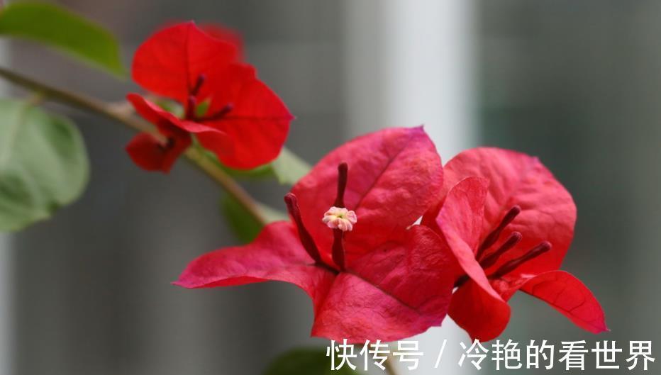 旺盛|三角梅小苗,从3点抓起,快速长成大苗,侧枝多,开花旺盛