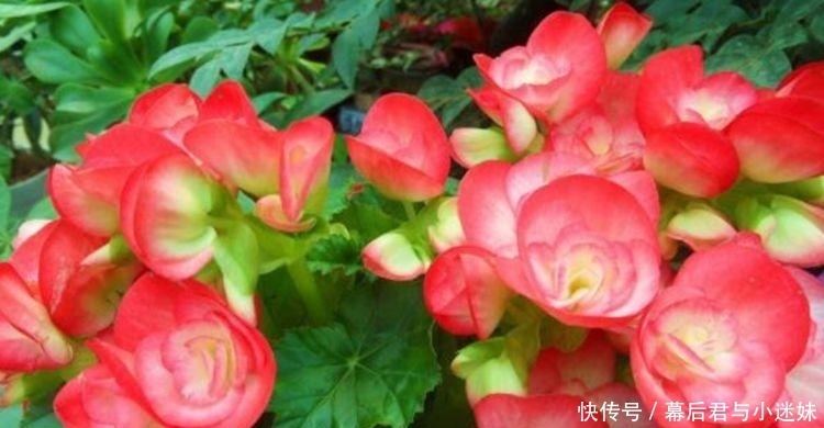 4种花现在养正当时,好养易活开花漂亮,谁养谁喜欢