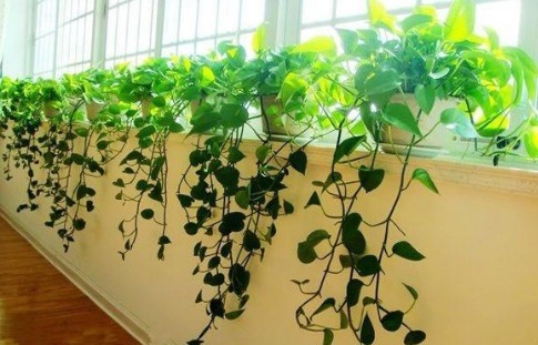 到了秋天,1盆水浇花,绿萝、发财树“嗖嗖冒芽”,迅速爆盆