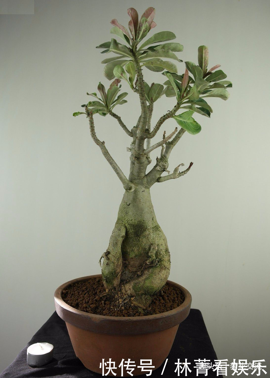 沙漠玫瑰在非洲能长5米高 养盆里仅10多厘米 依旧可开花 粉紫色 沙漠玫瑰在非洲能长5米高 养盆里仅10多厘米 依旧可开花 粉紫色