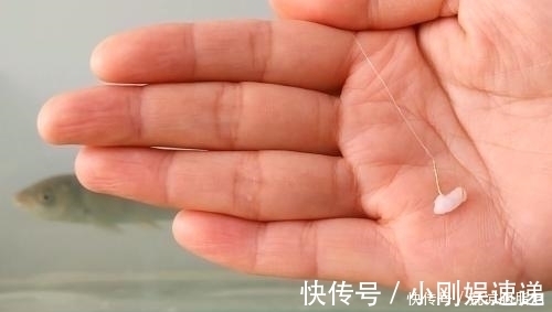 小鱼|剩米饭钓鱼老是钓不到、钓不好,这几个细节没做到,当然效果不行