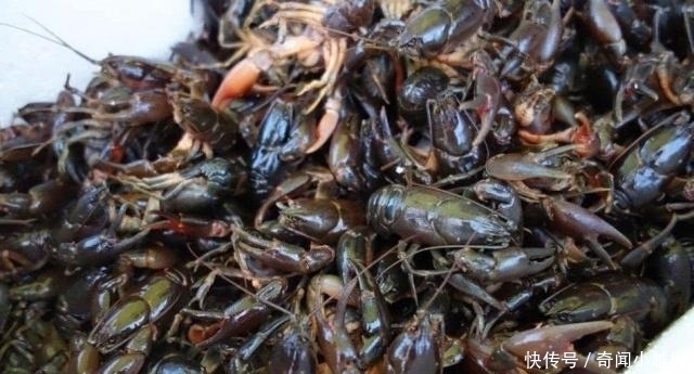 懂行|它被错认为是小龙虾,却无人愿意买,最终被懂行的大叔全包了!