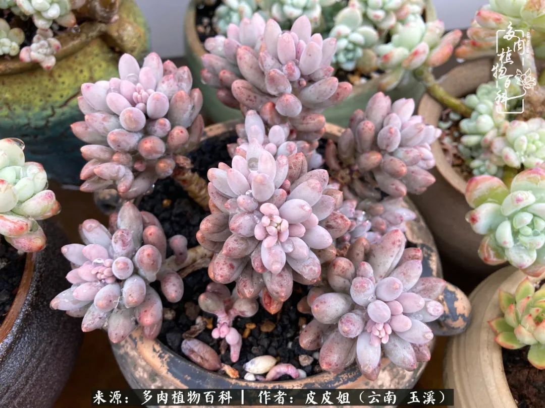 秋黄|柴米油盐的日子,养几盆多肉吧,为生活添几抹色彩!