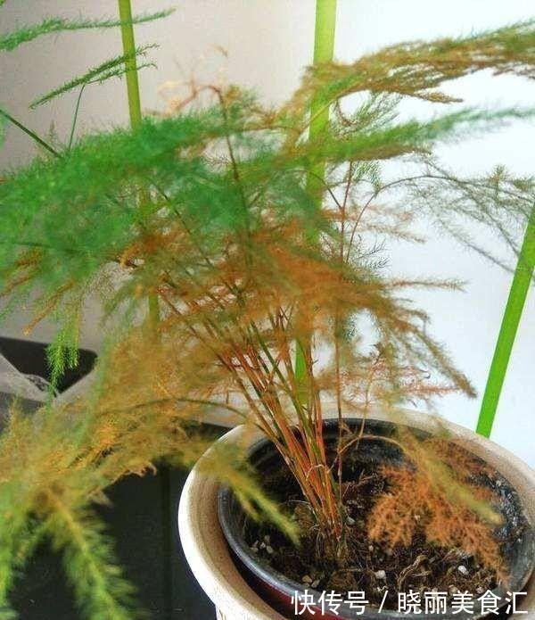 农历十月初二霜降后,养什么花?以下3种花,端庄喜庆红红火火