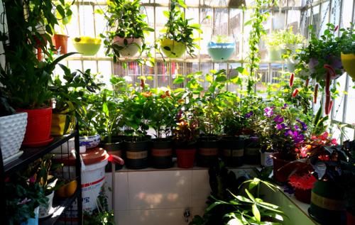 养花易出问题的地方真多！肥水土光，哪一个细节都不能遗漏