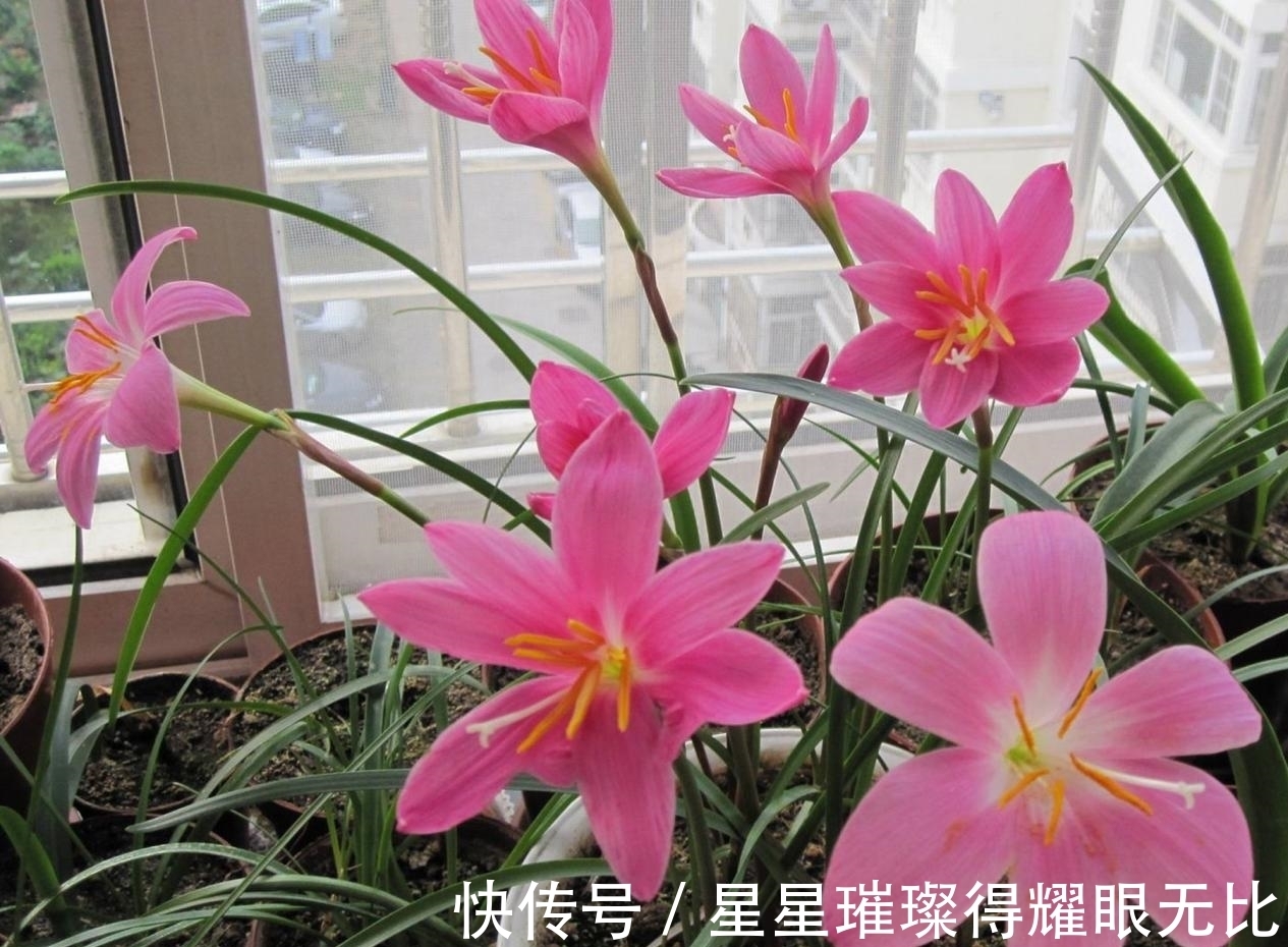 阳台养风雨兰,新人该怎么打理?想要多开花,就该抓住这6点