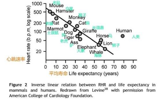速率|心跳快点好还是慢点好？长寿的人大多是这个「速率」