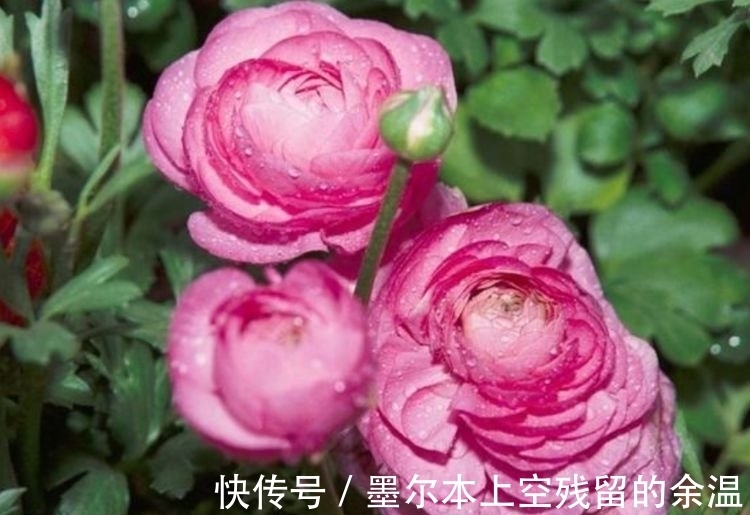 家里养这几款植物,娇小不占地,花儿轻松开爆盆,适合阳台盆栽