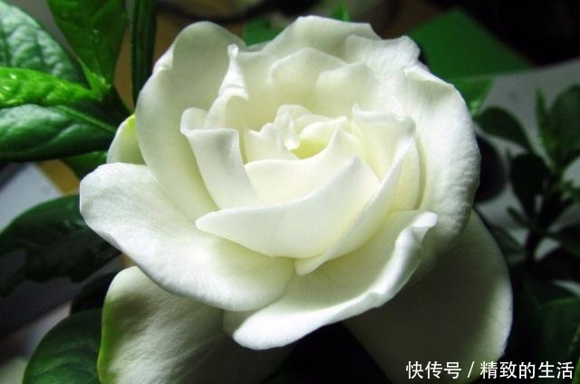 刚买的栀子花,黄叶掉花苞,啥原因咋办!