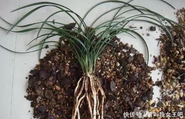 6种兰花,一开花香飘满屋,越养越值钱!6种兰花,一开花香飘满屋,越养越值钱!