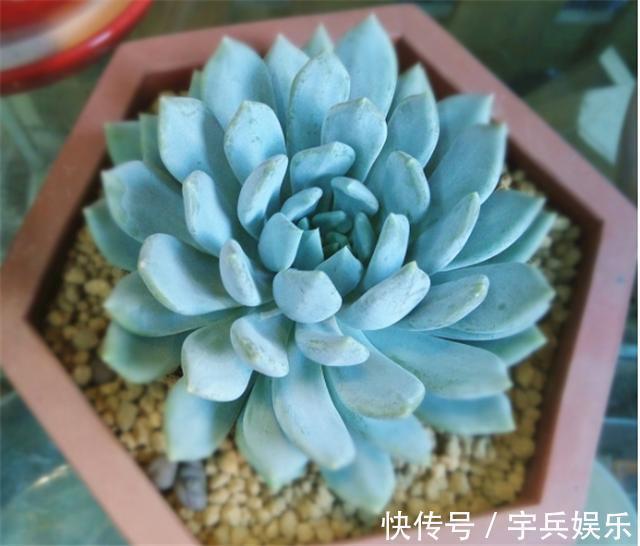 刚买回来的多肉，什么时候能够才能上盆，多肉植物上盆的最佳时间