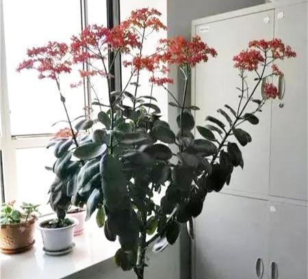 花盆|长寿花养5年,窜到一米八,三枝托九叉,开成花树,震撼全家