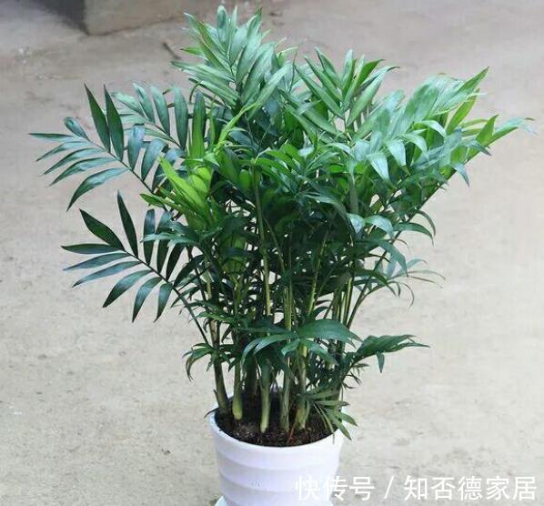 花友|5种可以净化空气的花，一次养十盆都不嫌多，清新好看有益健康