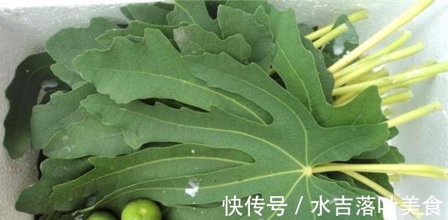 无花果树浑身是宝！成熟的果实软糯香甜，枝叶还有这3大妙用！