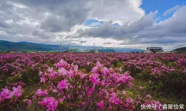 香格里拉最美7大花海，美到犯规！！