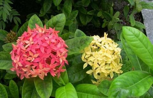 这3种花卉春天扦插最易活，剪一段枝条插土里就行