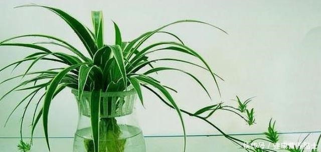 不要再用土养吊兰了,换成水既干净又省心,白根狂长爆满瓶!