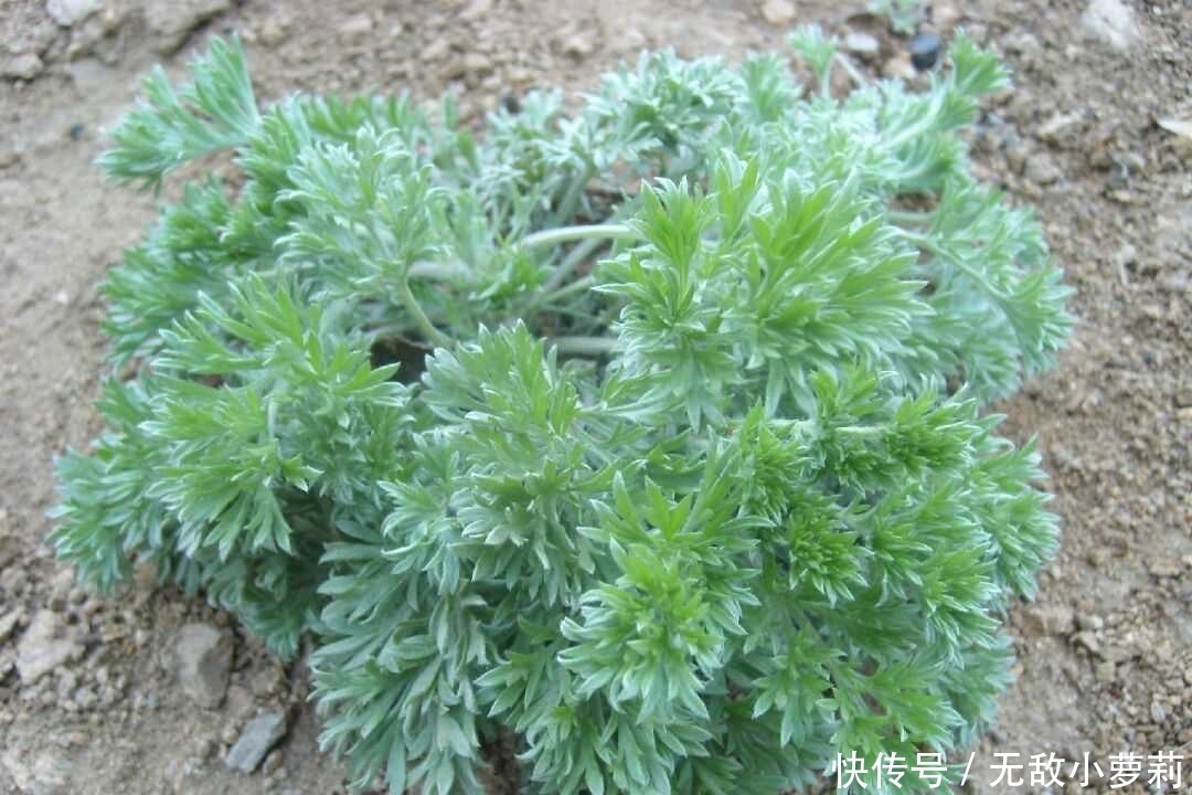 野菜|春季挖这几种野菜好吃又养生