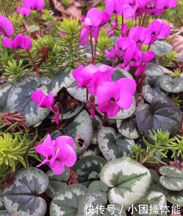 几种喜欢生长在半阴处的开花盆栽,养窗台边就很容易孕育花朵!