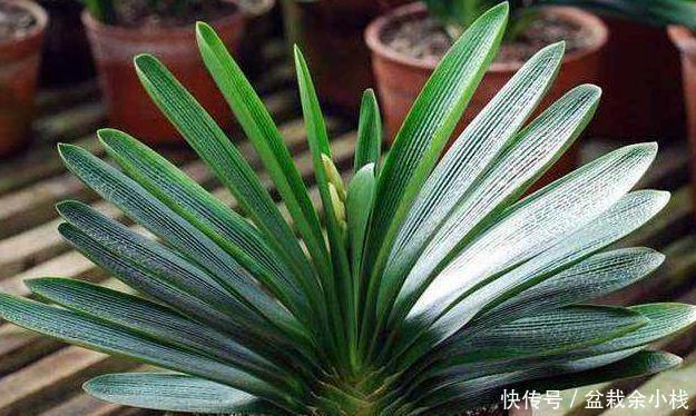 剑叶石蒜|家有君子兰,叶片却越长越歪,教您几招,保证养眼好看