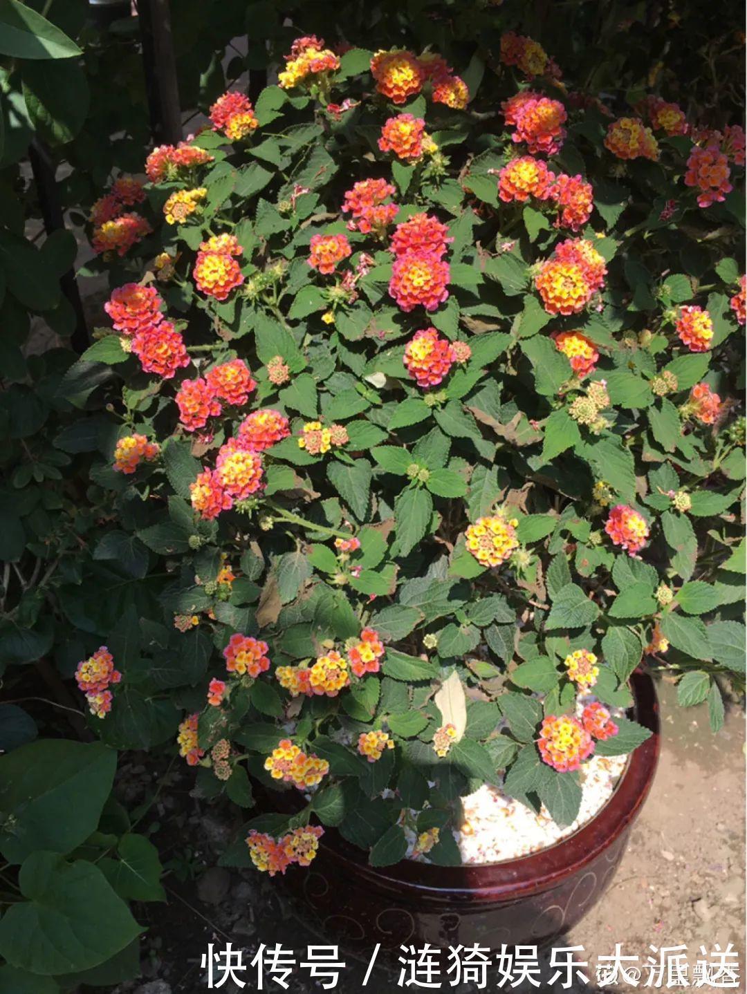 猪笼草|7种花插土里,立马长满院子,蚊虫不敢靠近!