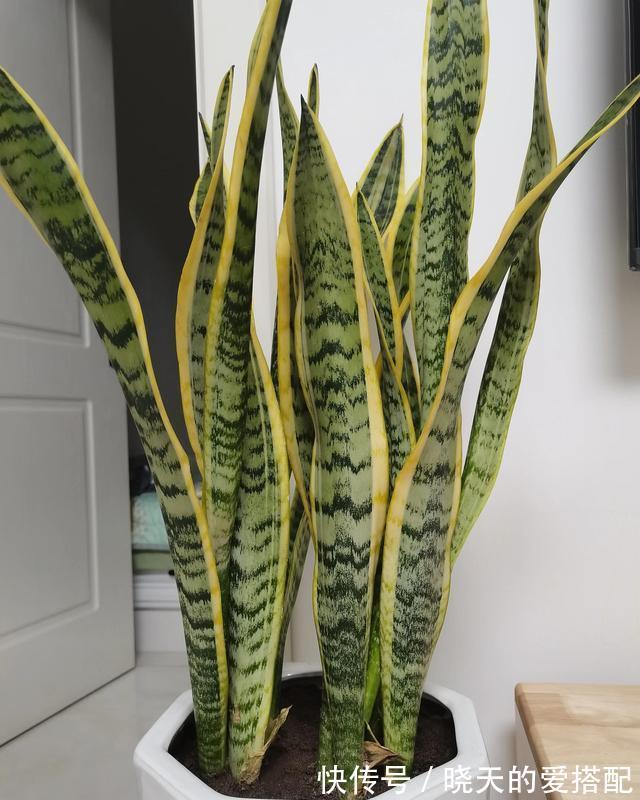 有助于身体健康的三种花,家里务必放一盆