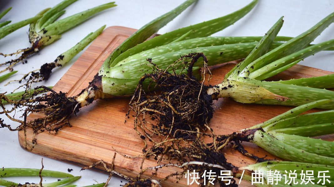 芦荟|养盆栽芦荟注意换盆移栽的6个事项,年年能分出10多盆