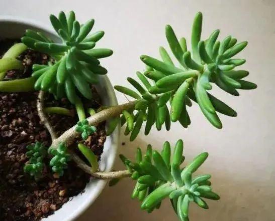 多肉植物盆栽：这种多肉越浇水越丑，不浇水反而胖成球