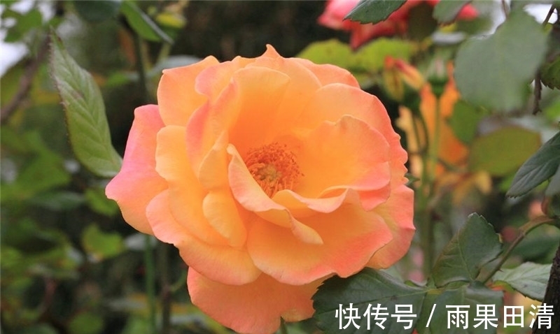 病虫害|月季花怎么养不生病虫害?一养二防,长的旺开的美!