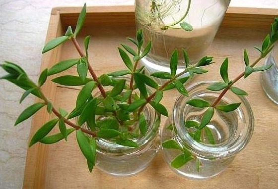 白糖|养花不用“买药”,厨房“2玩意”兑水浇,生根快“2倍”,长势猛